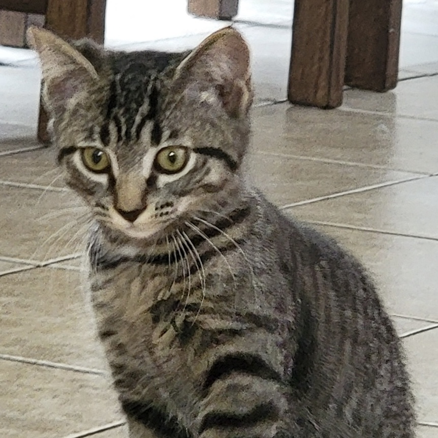 Enlarge Hissy Elliot, a Adoptable mixed breed in Palatine, IL image 5/5