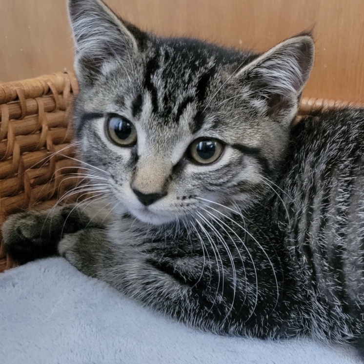 Enlarge Hissy Elliot, a Adoptable mixed breed in Palatine, IL image 4/5