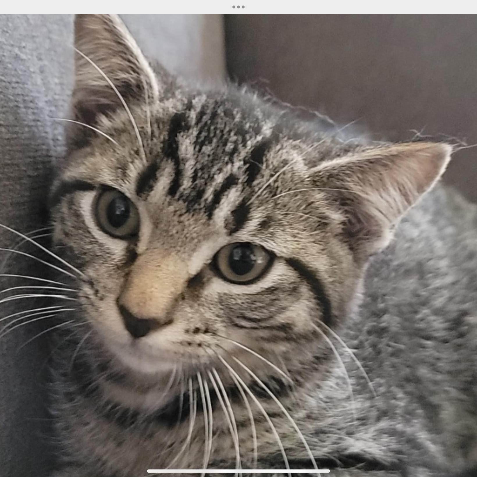 Enlarge Hissy Elliot, a Adoptable mixed breed in Palatine, IL image 3/5