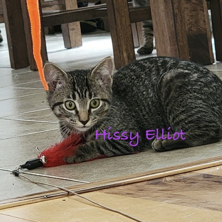 Hissy Elliot, Adoptable, Young Female Domestic Short Hair & Tabby.