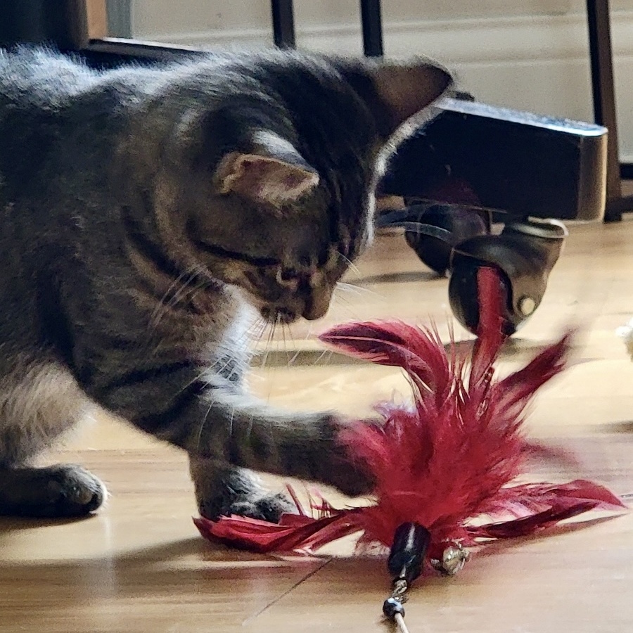 Enlarge Hissy Elliot, a Adoptable mixed breed in Palatine, IL image 2/5