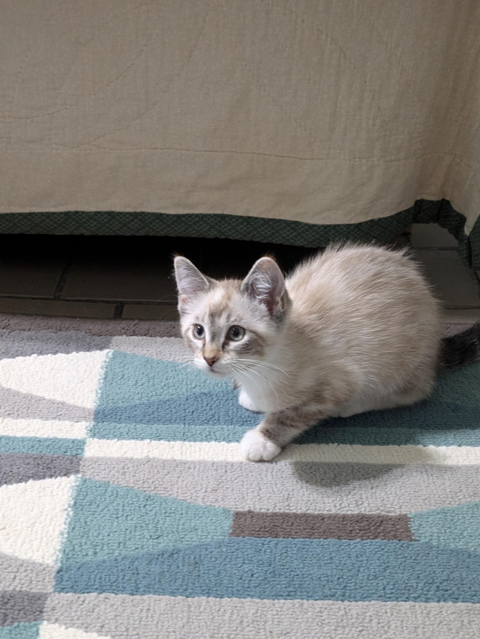 Tiffany & Co, Baby Female Siamese