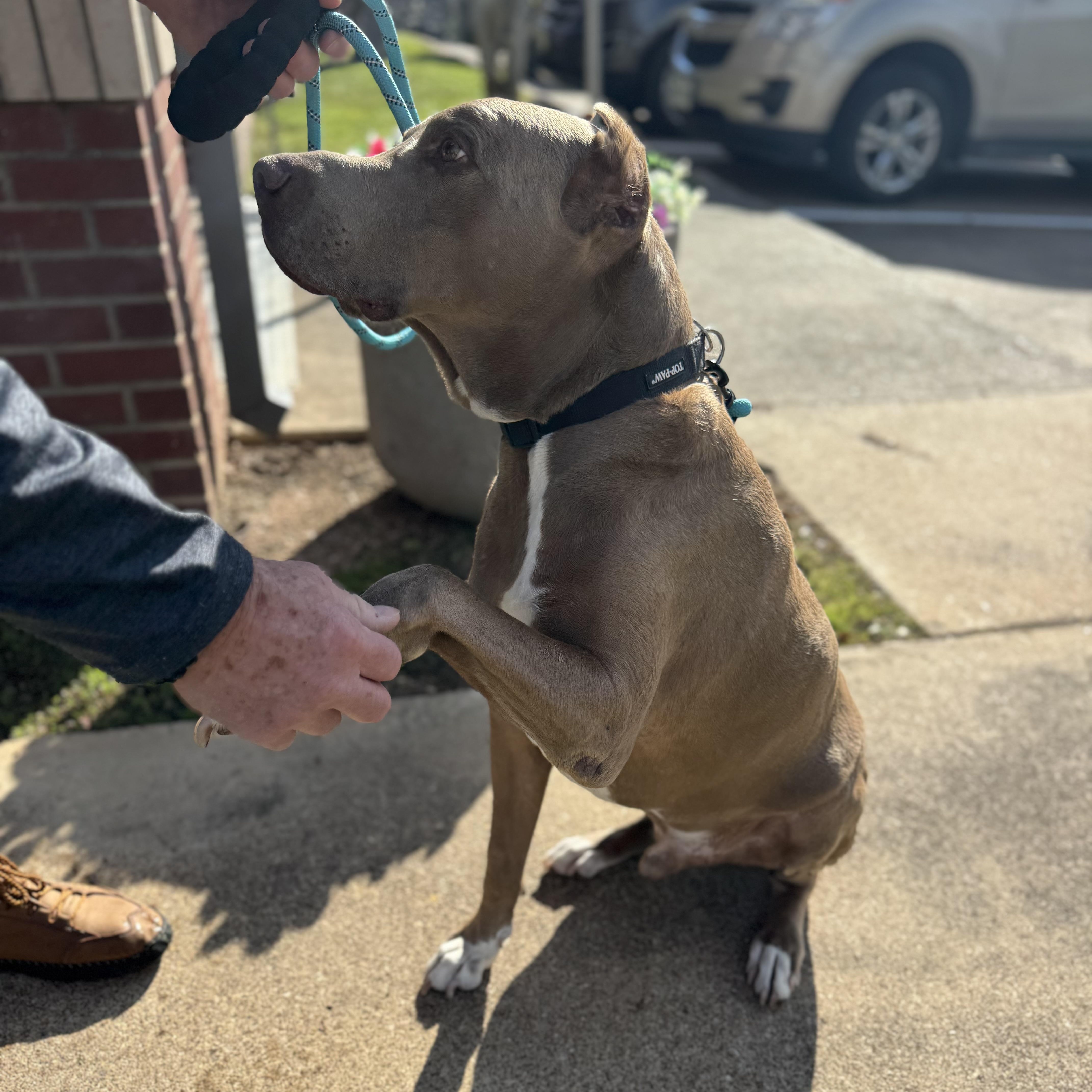 Enlarge Maximus, a Adoptable Doberman Pinscher in Sugar Land, TX image 2/6