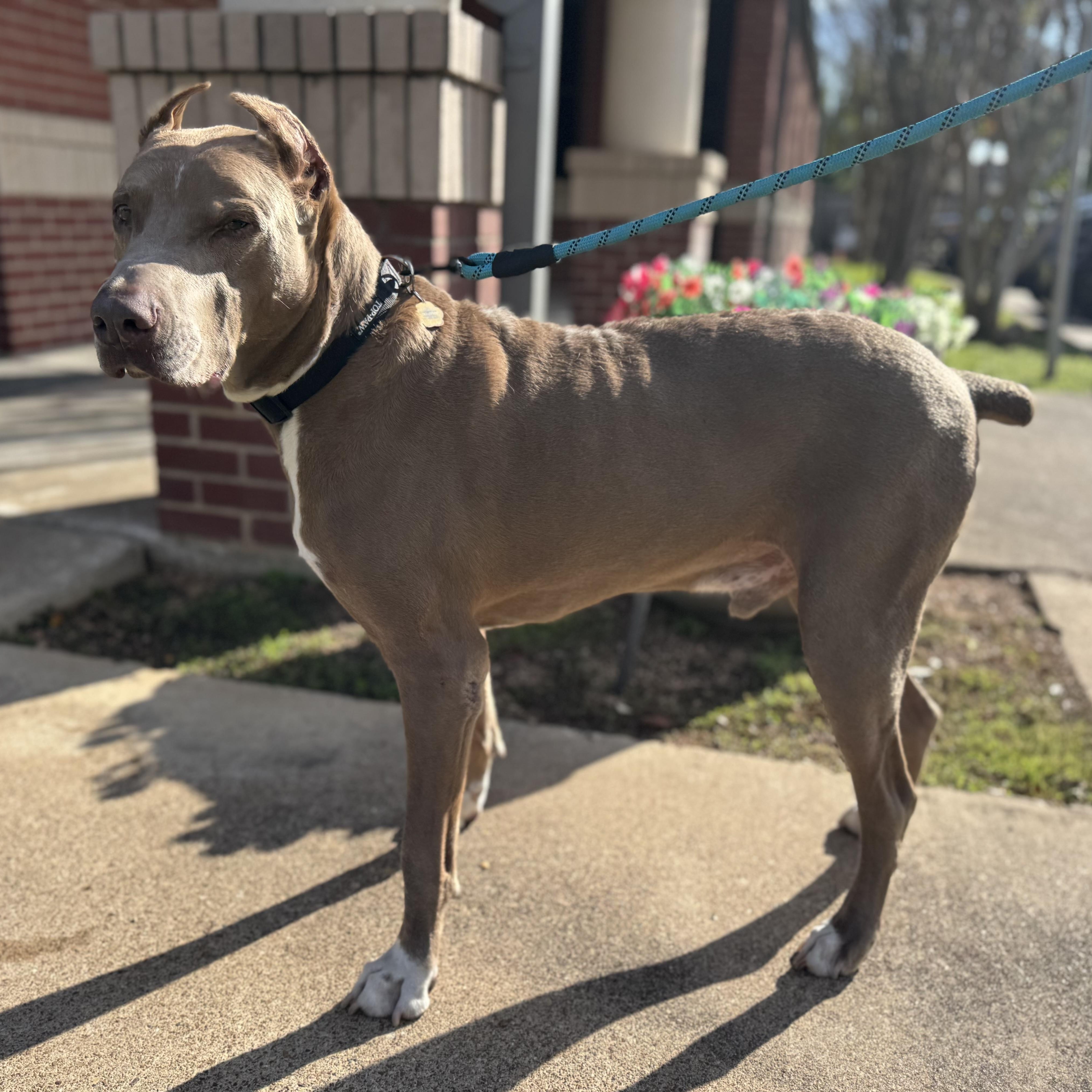 Enlarge Maximus, a Adoptable Doberman Pinscher in Sugar Land, TX image 3/6