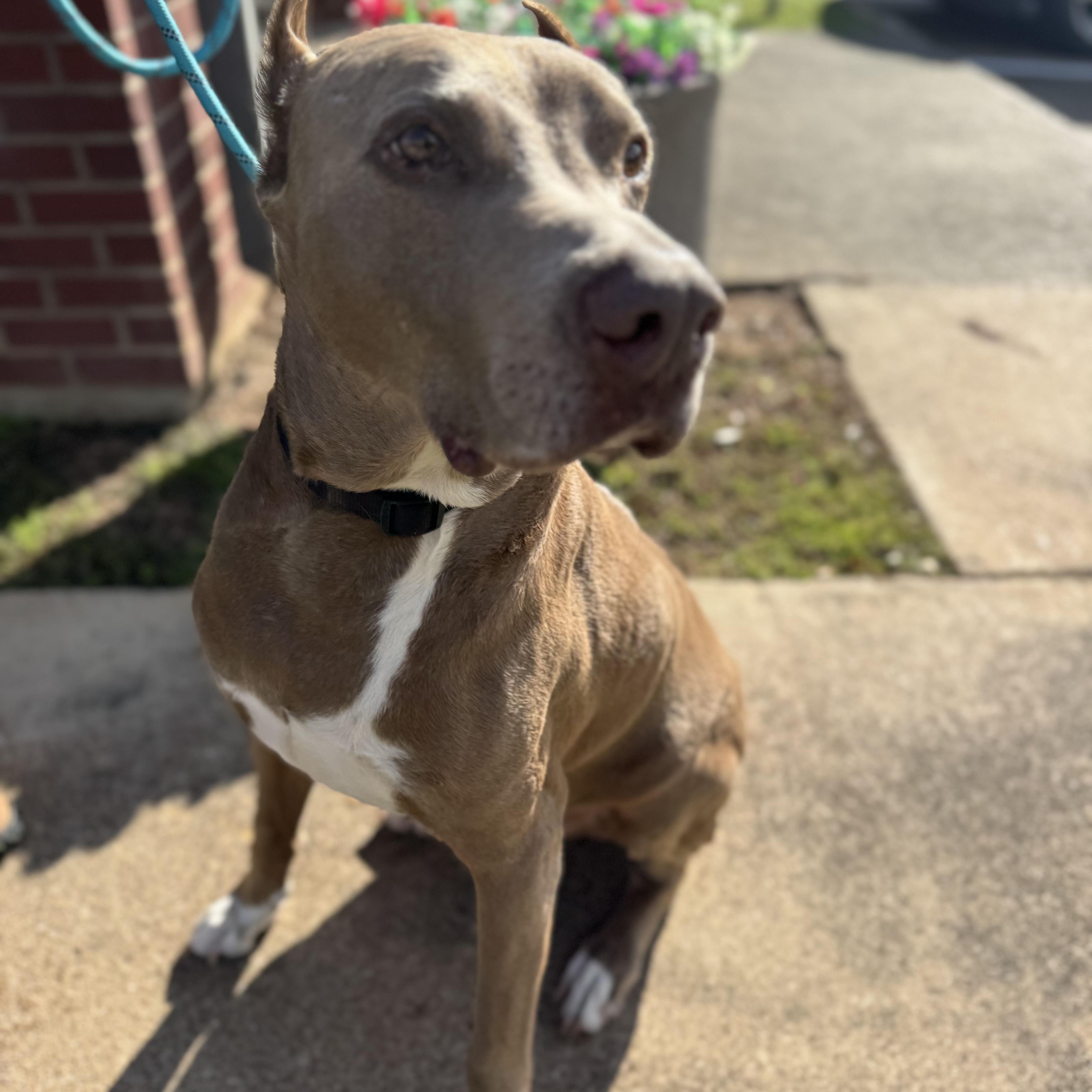 Enlarge Maximus, a Adoptable Doberman Pinscher in Sugar Land, TX image 6/6