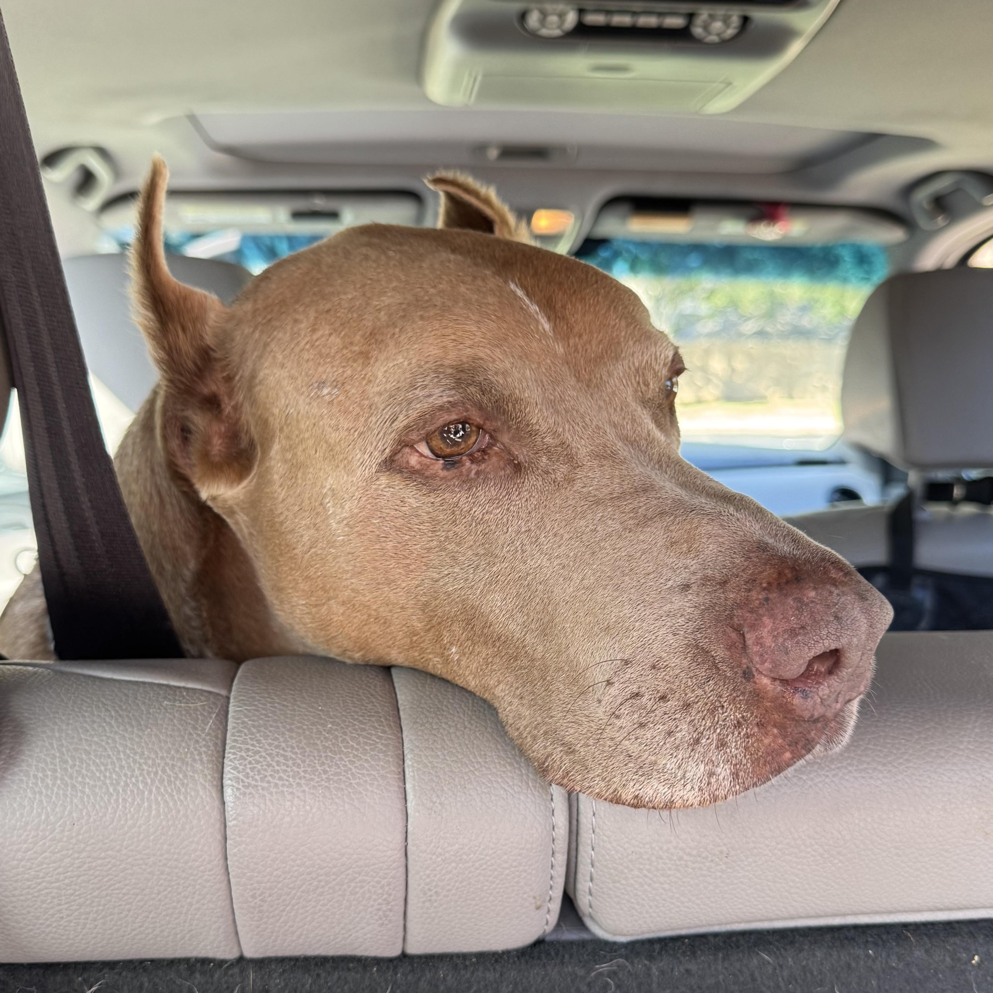 Maximus, Adoptable, Senior Male Doberman Pinscher.