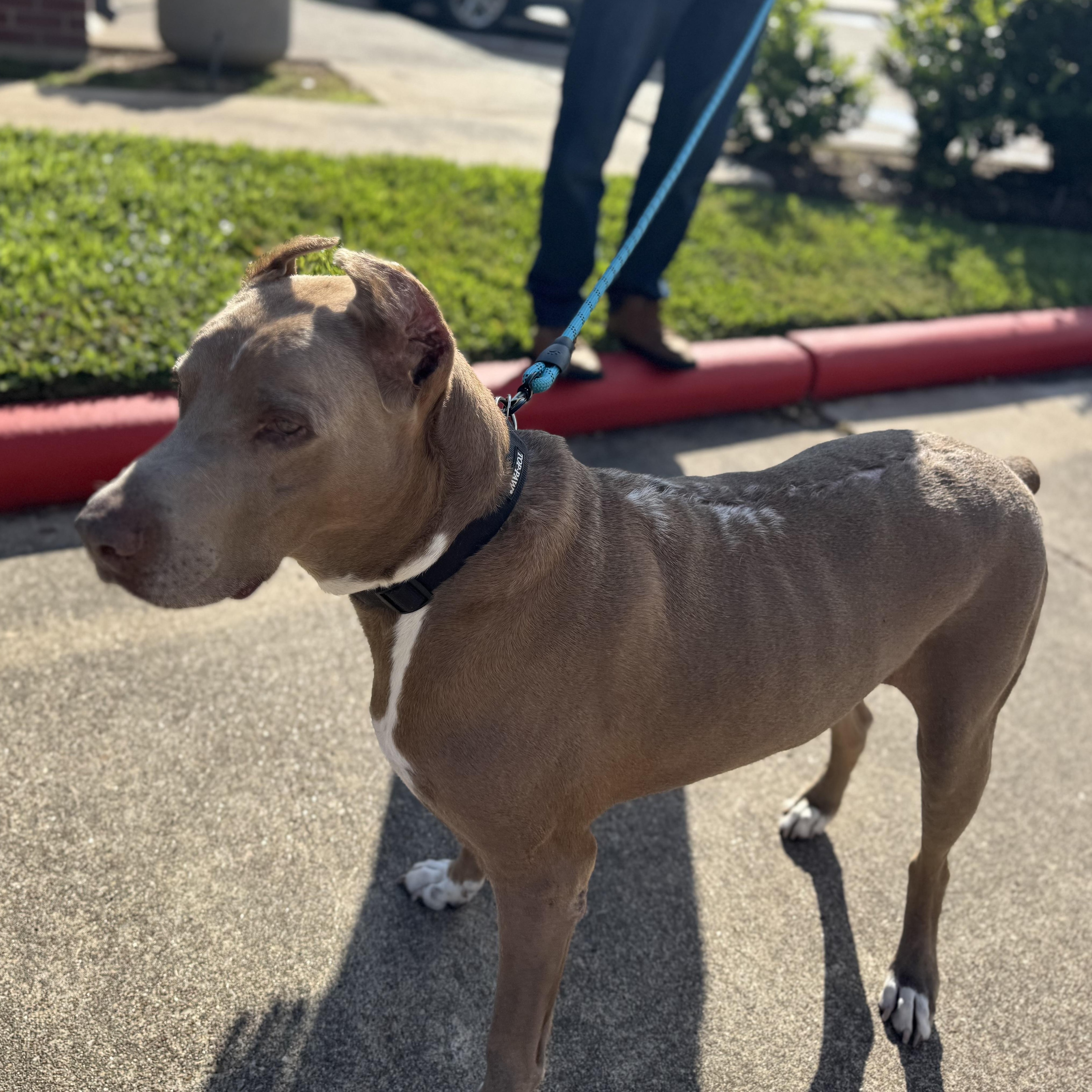 Enlarge Maximus, a Adoptable Doberman Pinscher in Sugar Land, TX image 4/6