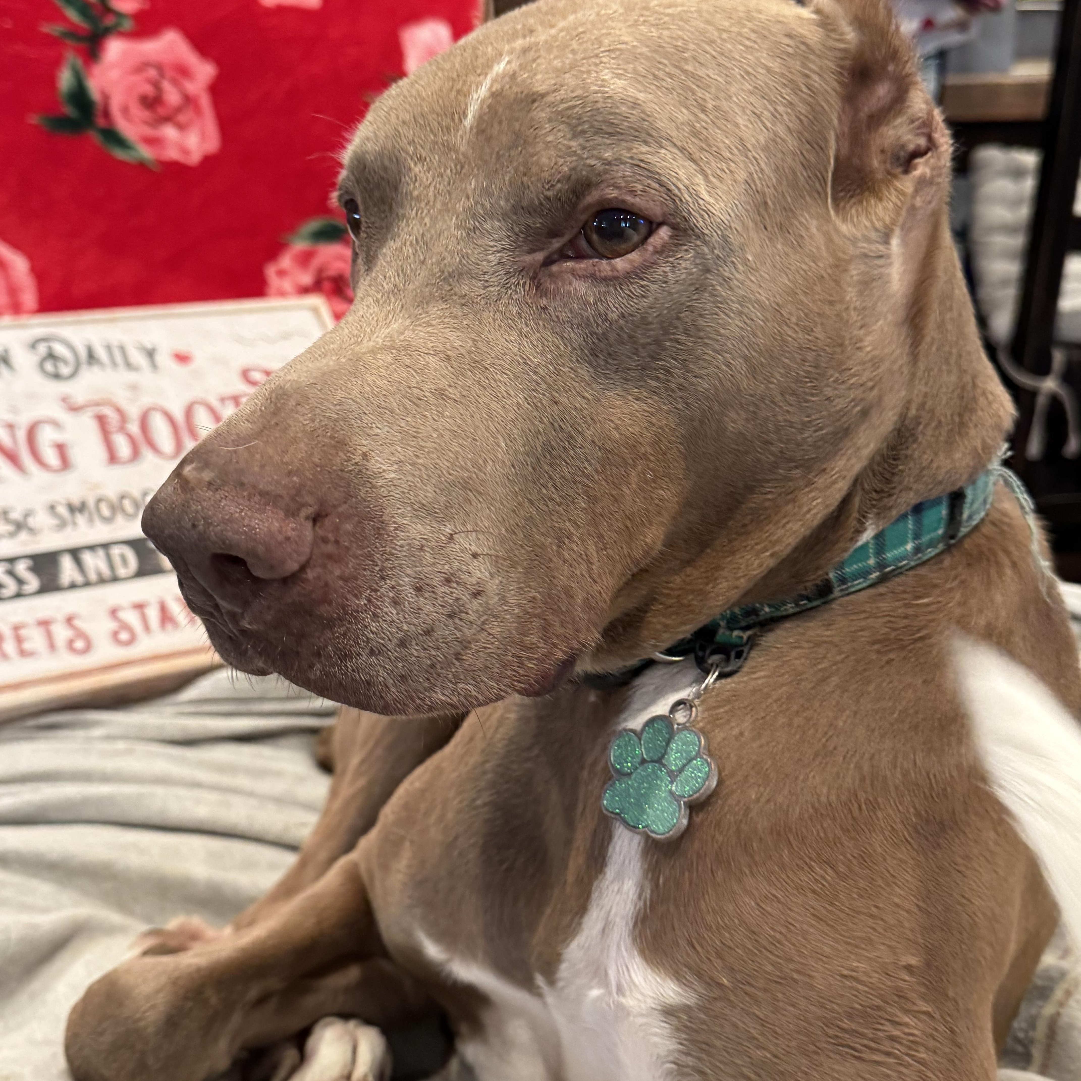 Maximus, a Adoptable Doberman Pinscher in Sugar Land, TX image 3/5