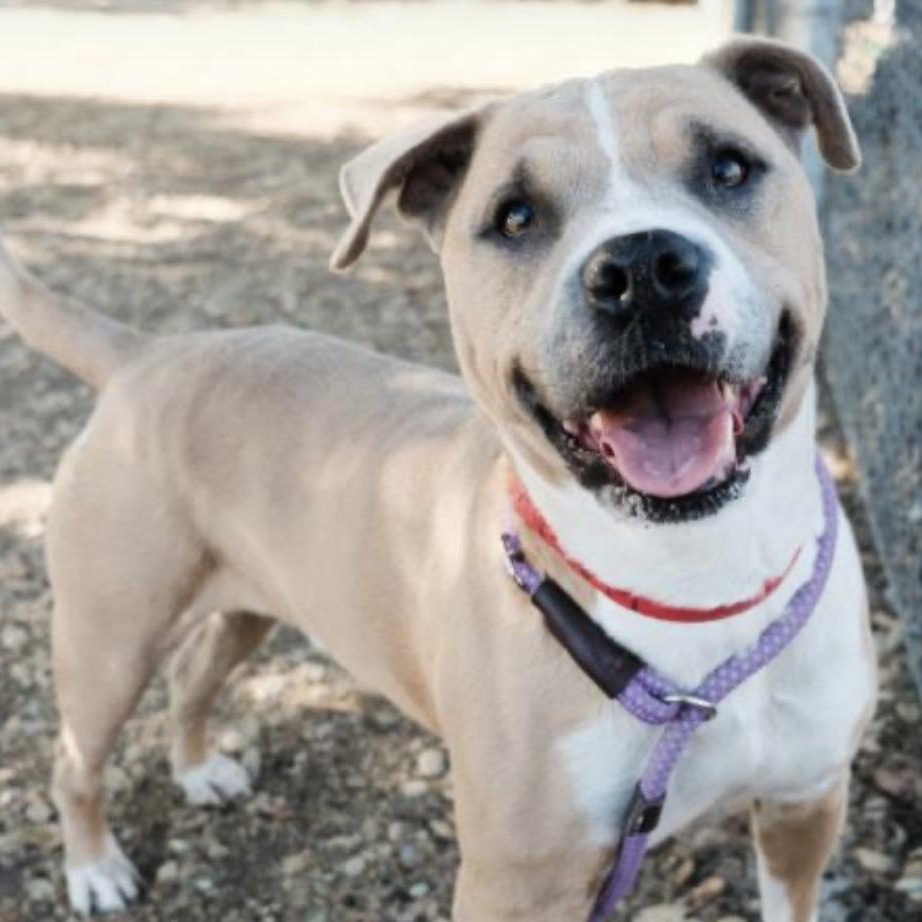CHUCHO- Urgent