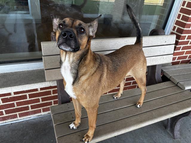LEWIS, Adoptable, Adult Male German Shepherd Dog & Mixed Breed.