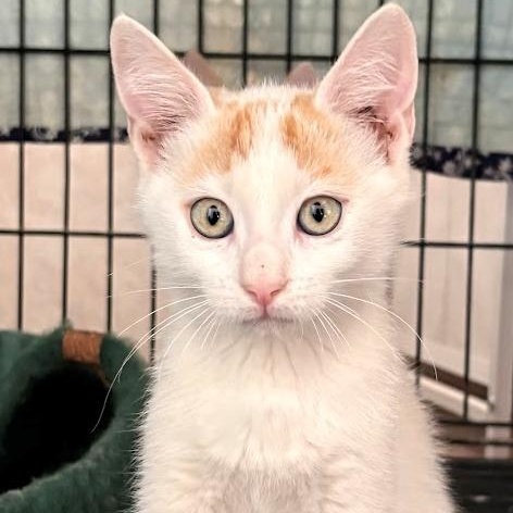 Enlarge Dusty, a ADOPTABLE Domestic Short Hair in Mesquite, NV image 2/2