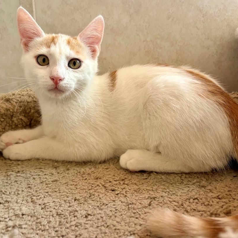 Dusty, ADOPTABLE, Kitten Male Domestic Short Hair.