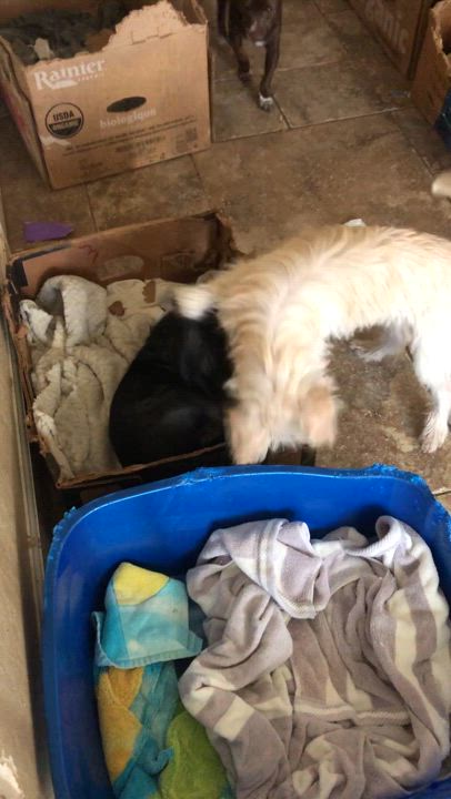 Enlarge Slick, a Adoptable mixed breed in Fresno, CA video 5/5