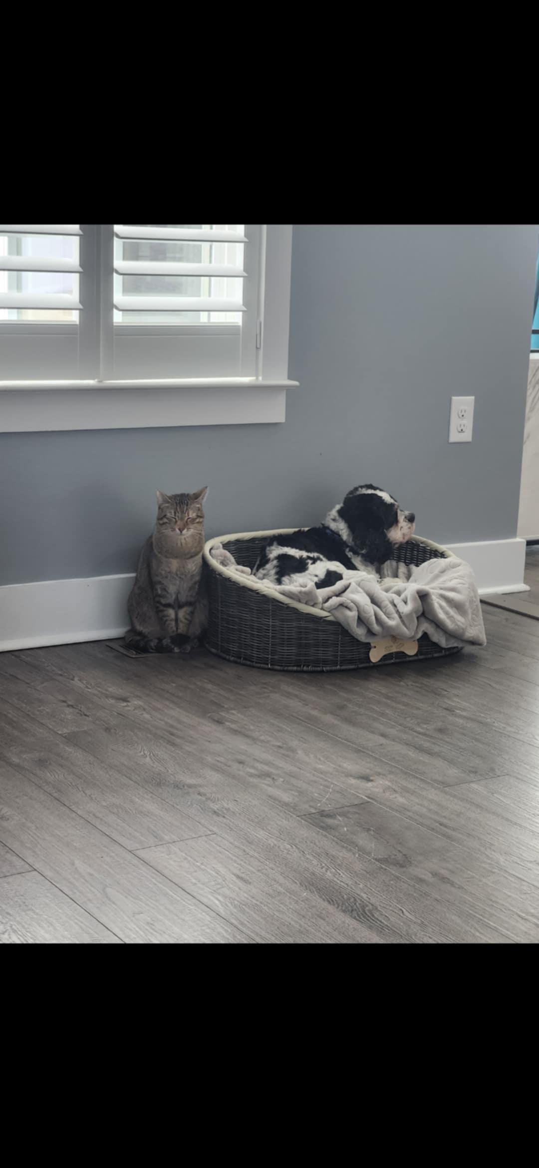 Enlarge Luna (CP), a Adopted mixed breed in Manassas, VA image 2/3