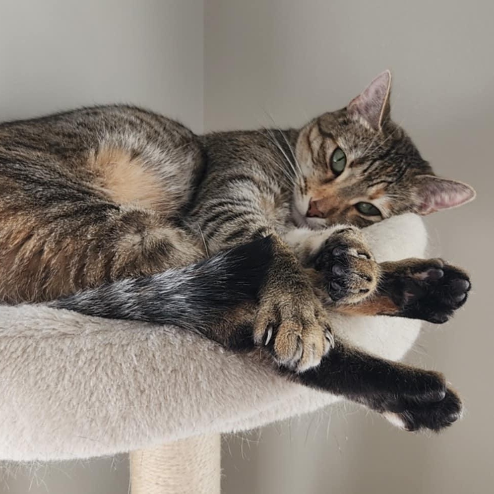 Luna (CP), Adopted, Adult Female Tabby.