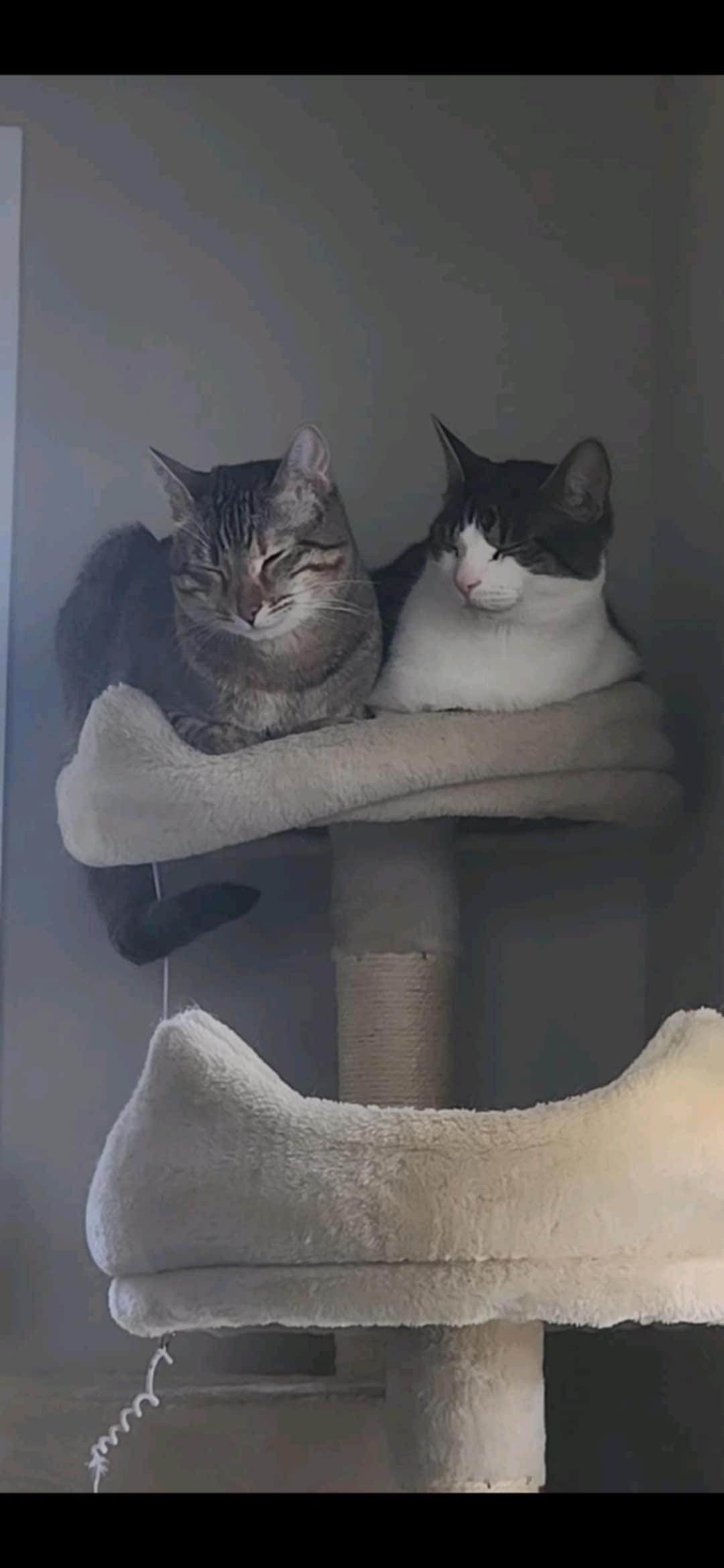 Enlarge Luna (CP), a Adopted mixed breed in Manassas, VA image 3/3