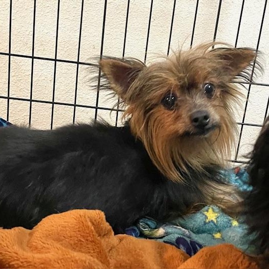 Dog for adoption - Mary, a Yorkshire Terrier in Whitehall, PA | Petfinder