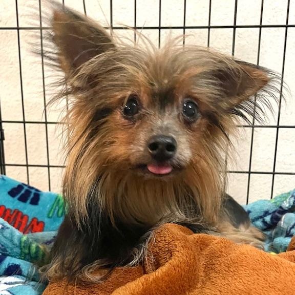 Dog for adoption - Mary, a Yorkshire Terrier in Whitehall, PA | Petfinder