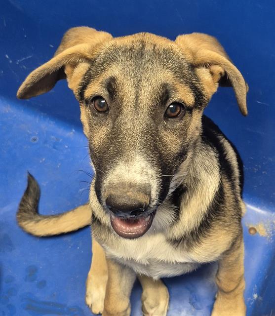 Dawn - In Foster. Needs Forever Home., Adopted, Puppy Female Shepherd.