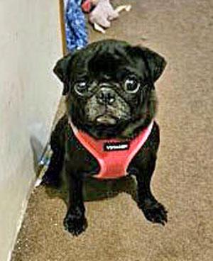 Enlarge M.E, a Adoptable Pug in Claremore, OK image 1/1
