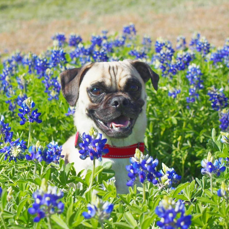 Ozzie, Adoptable, Adult Male Pug.
