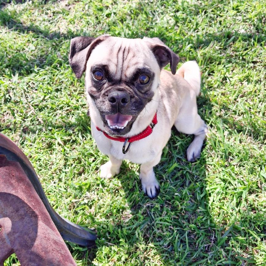 Enlarge Ozzie, a Adoptable Pug in Flower Mound, TX image 4/4