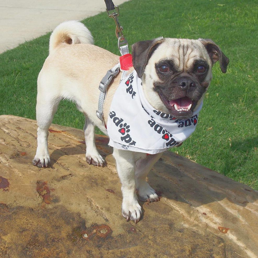 Ozzie, Adoptable, Adult Male Pug.