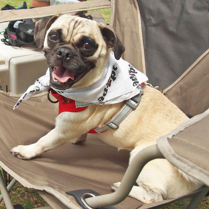 Enlarge Ozzie, a Adoptable Pug in Flower Mound, TX image 3/4