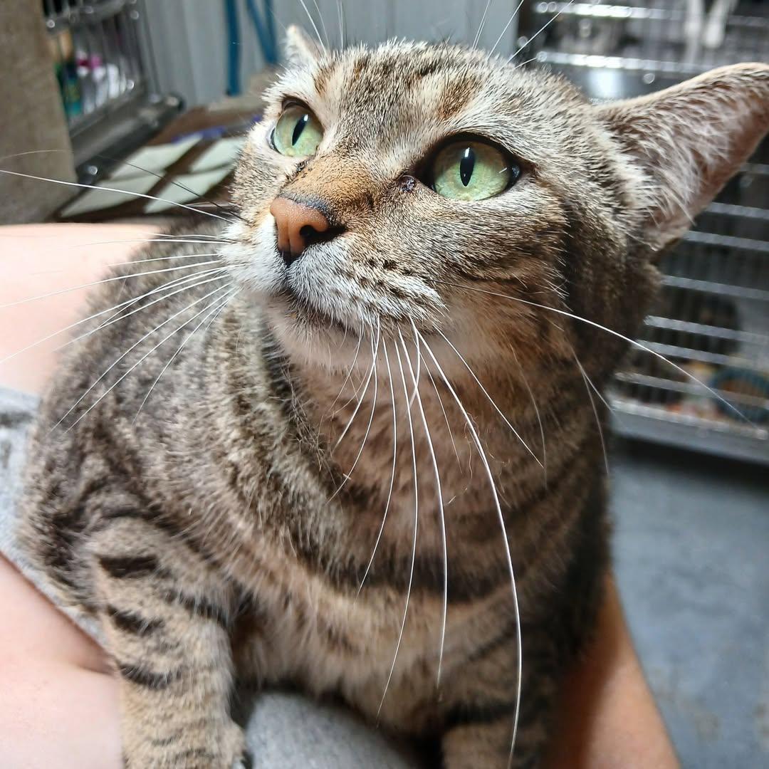 Enlarge Joanne, a Adoptable Domestic Medium Hair in Princeton, IN image 1/1