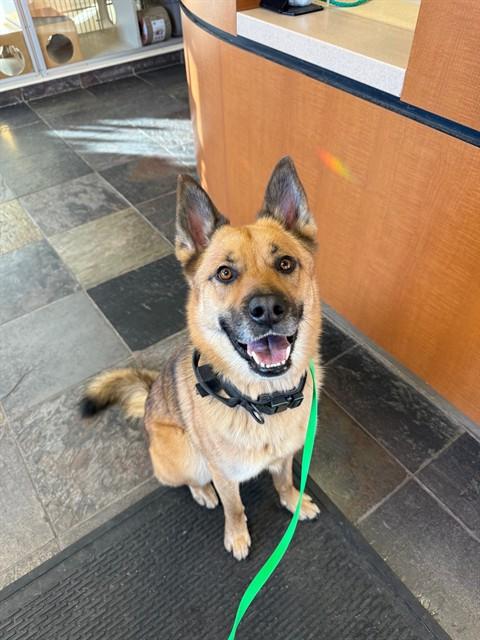 OSIRIS, Adoptable, Adult Male German Shepherd Dog & Mixed Breed.