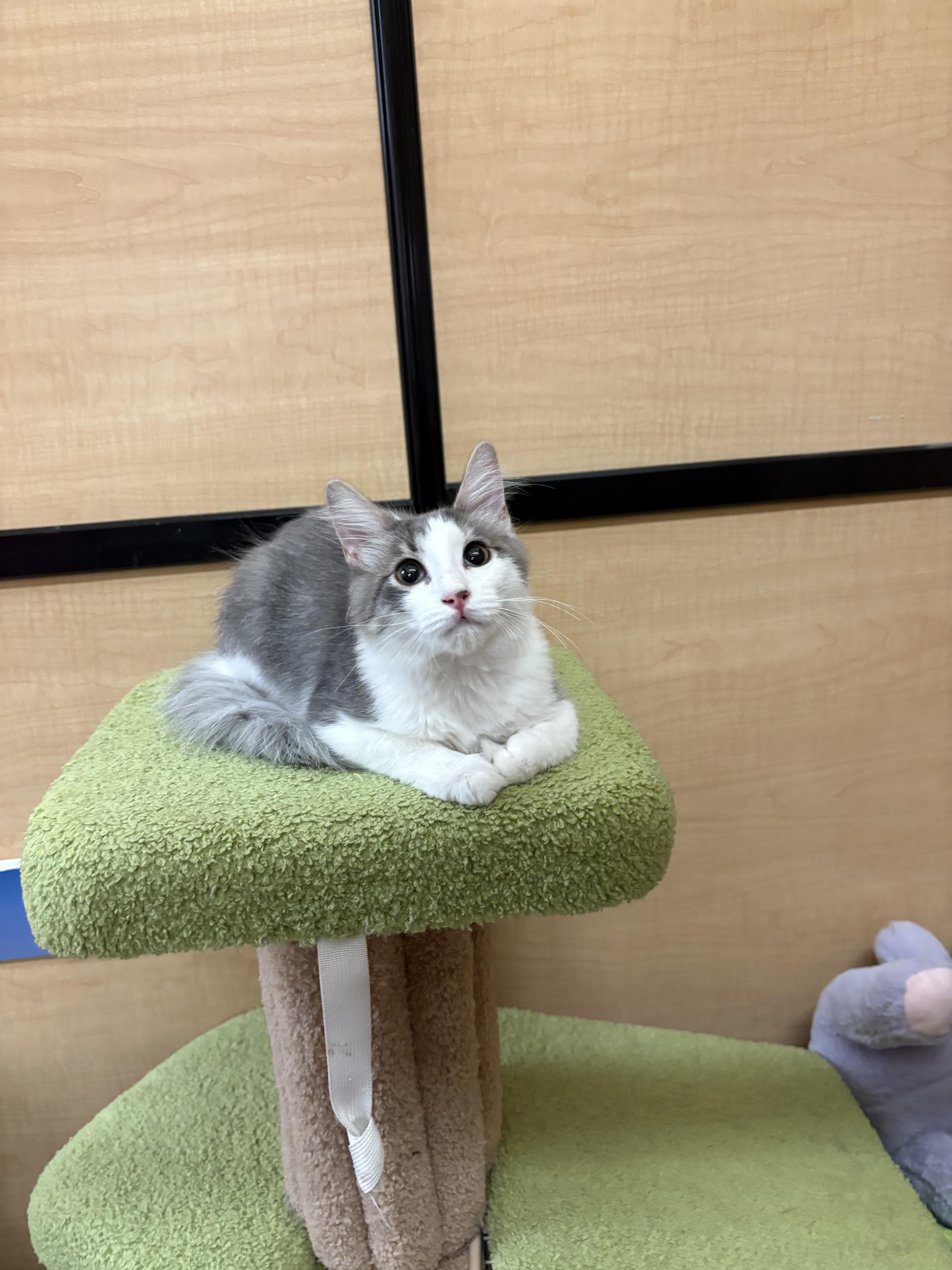 Edward, ADOPTABLE, Kitten Male Domestic Short Hair.