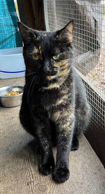 Lucy, a Adoptable Tortoiseshell in Mobile, AL image 1/2