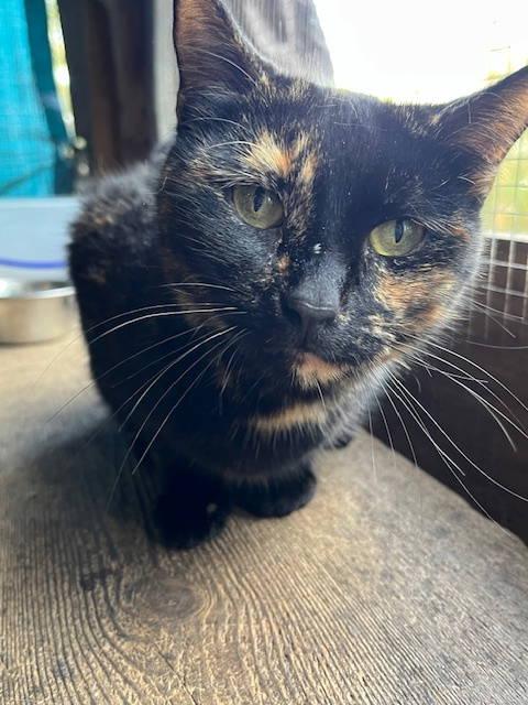 Lucy, a Adoptable Tortoiseshell in Mobile, AL image 2/2