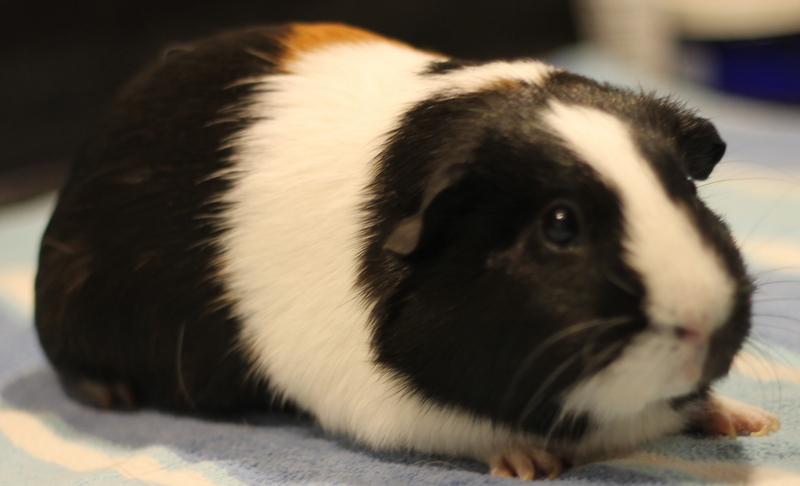Enlarge Nova and Mocha, a ADOPTABLE Guinea Pig in Budd Lake, NJ image 6/6