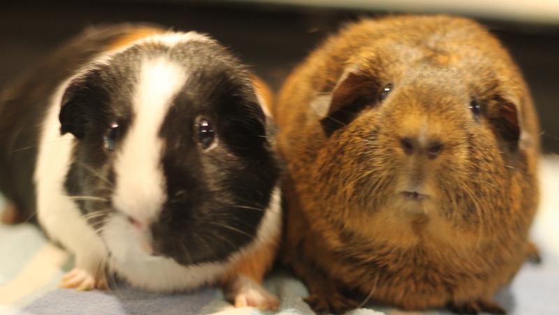 Enlarge Nova and Mocha, a ADOPTABLE Guinea Pig in Budd Lake, NJ image 2/6