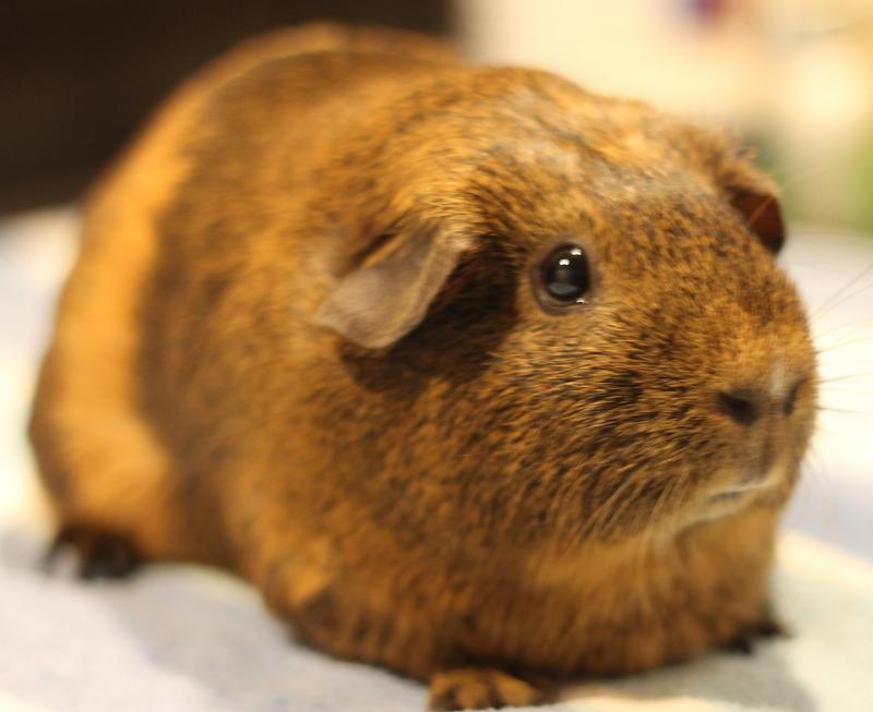 Enlarge Nova and Mocha, a ADOPTABLE Guinea Pig in Budd Lake, NJ image 5/6