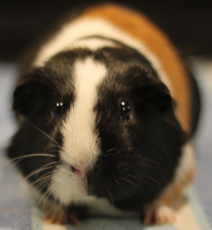 Enlarge Nova and Mocha, a ADOPTABLE Guinea Pig in Budd Lake, NJ image 4/6