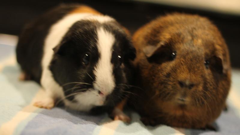 Enlarge Nova and Mocha, a ADOPTABLE Guinea Pig in Budd Lake, NJ image 1/6