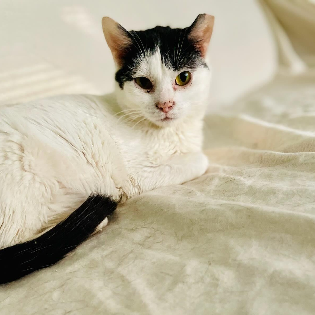 Strudel, Adoptable, Young Female Domestic Short Hair.