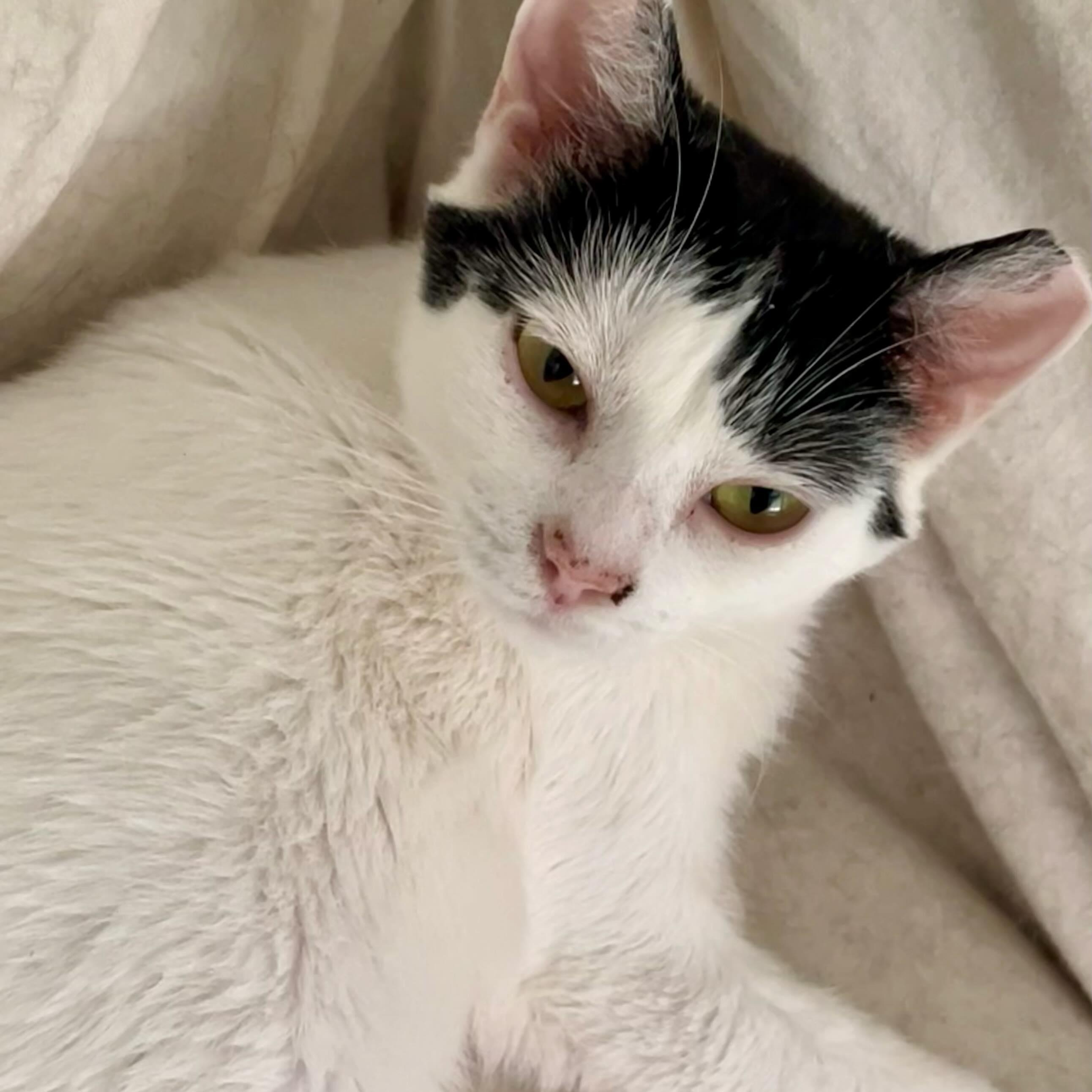 Enlarge Strudel, a Adoptable Domestic Short Hair in Nashville, TN image 2/3