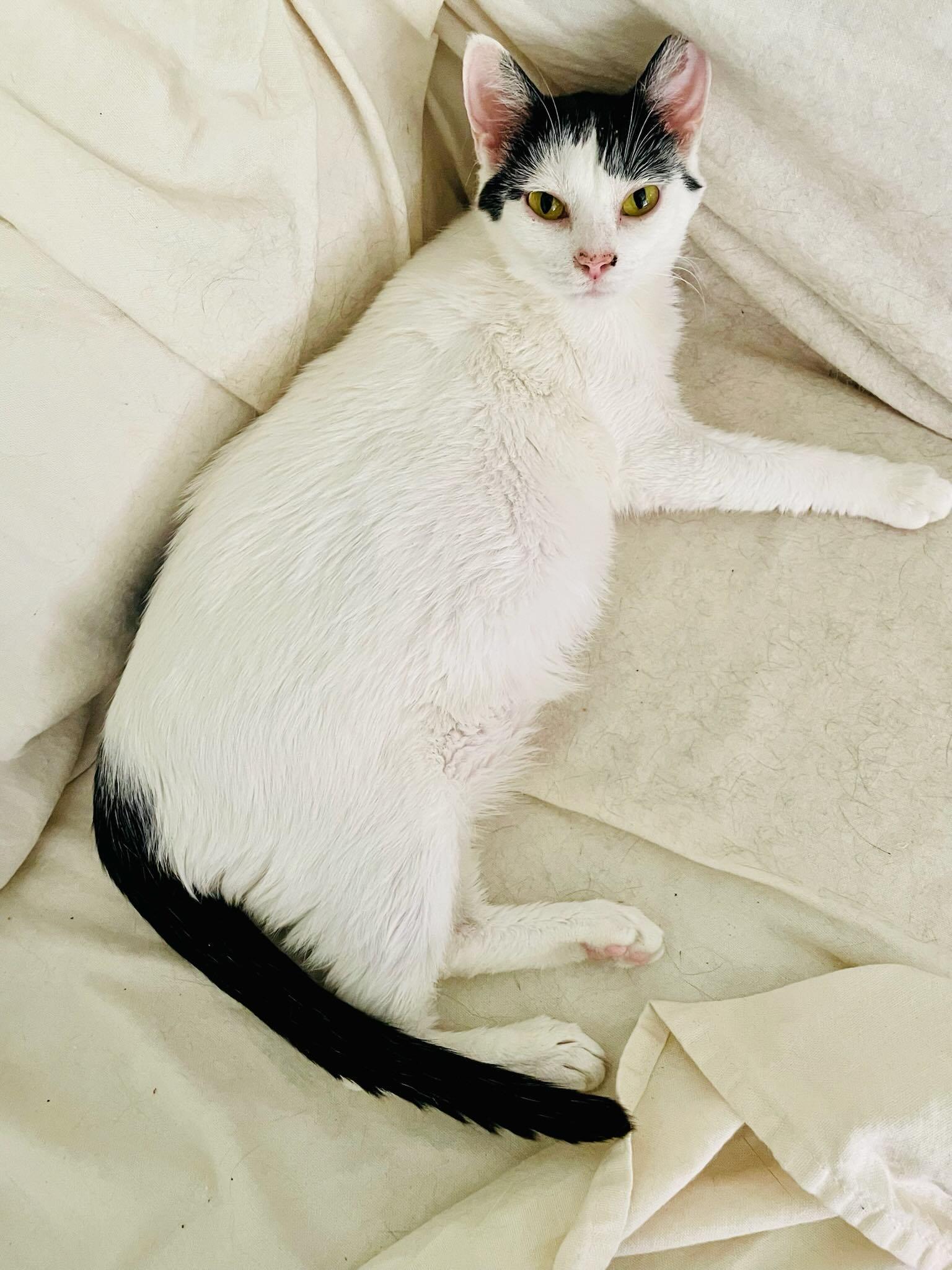 Strudel, Adoptable, Young Female Domestic Short Hair.