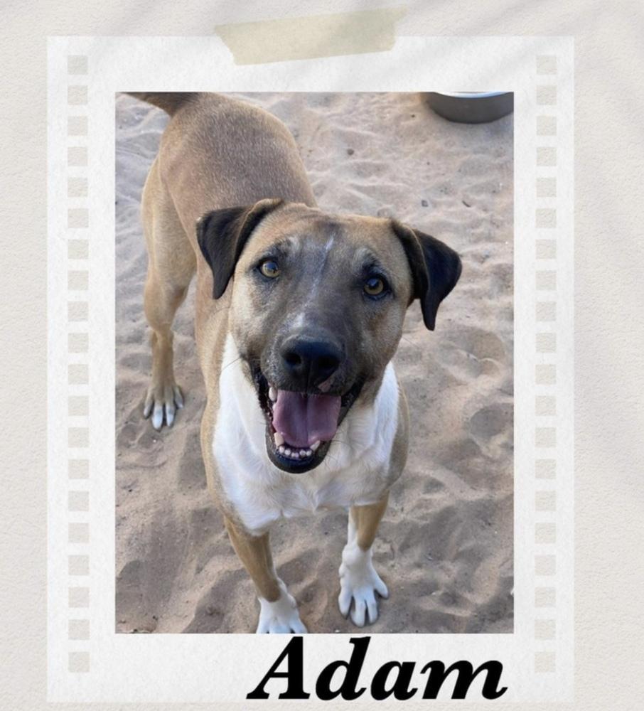 Adam, Adoptable, Adult Male Shepherd.