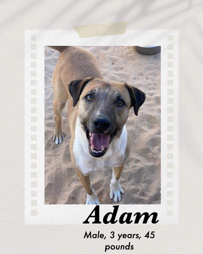 Enlarge Adam, a Adoptable mixed breed in Puerto Penasco, SON image 2/2