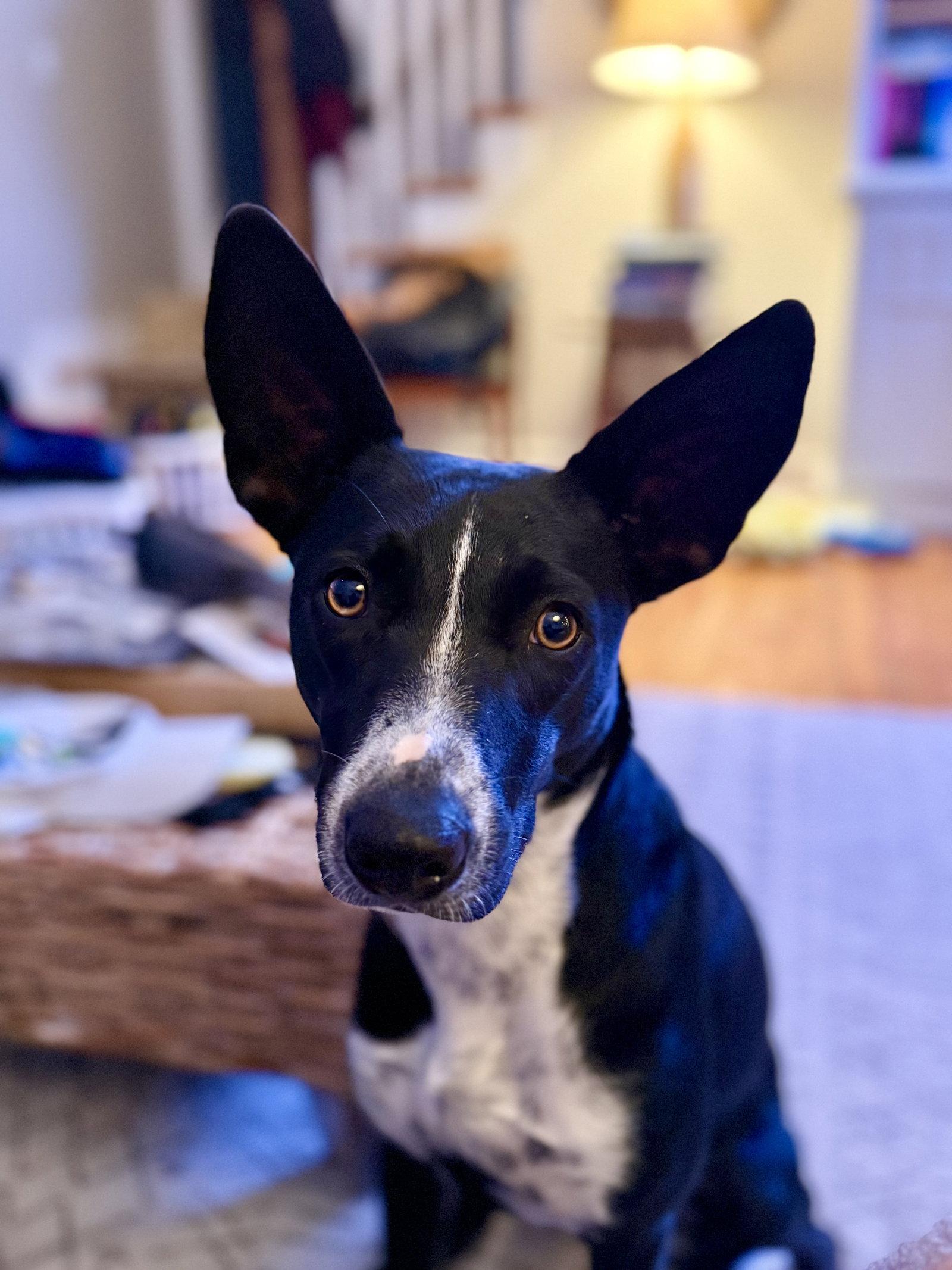 Spooky- big ear energy, Adoptable, Adult Female Border Collie & Terrier.