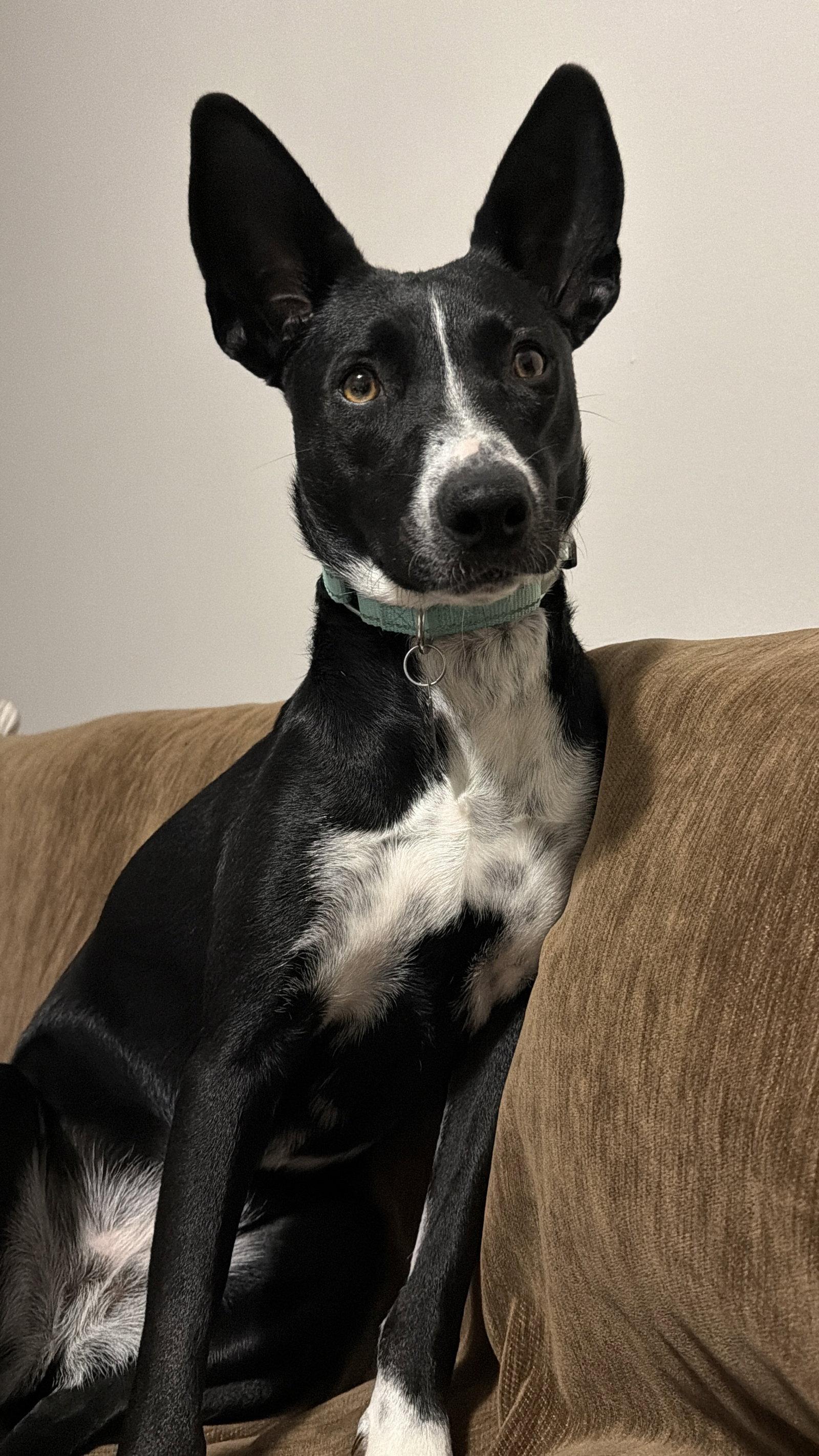 Enlarge Spooky- big ear energy, a Adoptable mixed breed in Oakhurst, NJ image 2/3