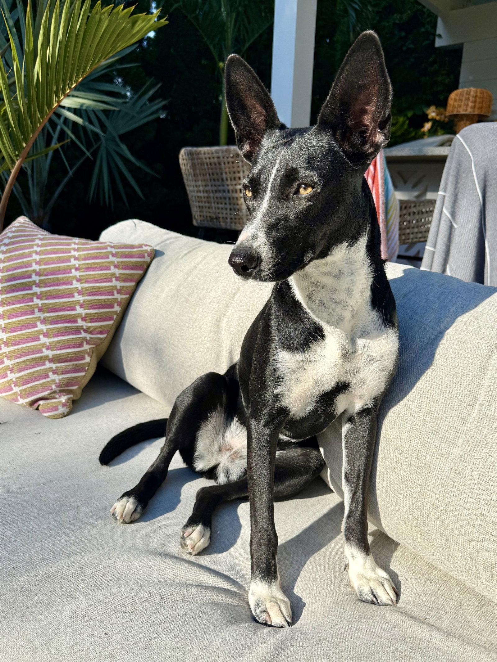 Enlarge Spooky- big ear energy, a Adoptable mixed breed in Oakhurst, NJ image 3/3