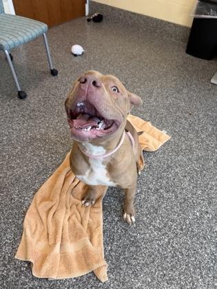 Enlarge Chimichanga, a Adoptable mixed breed in Westland, MI image 2/2