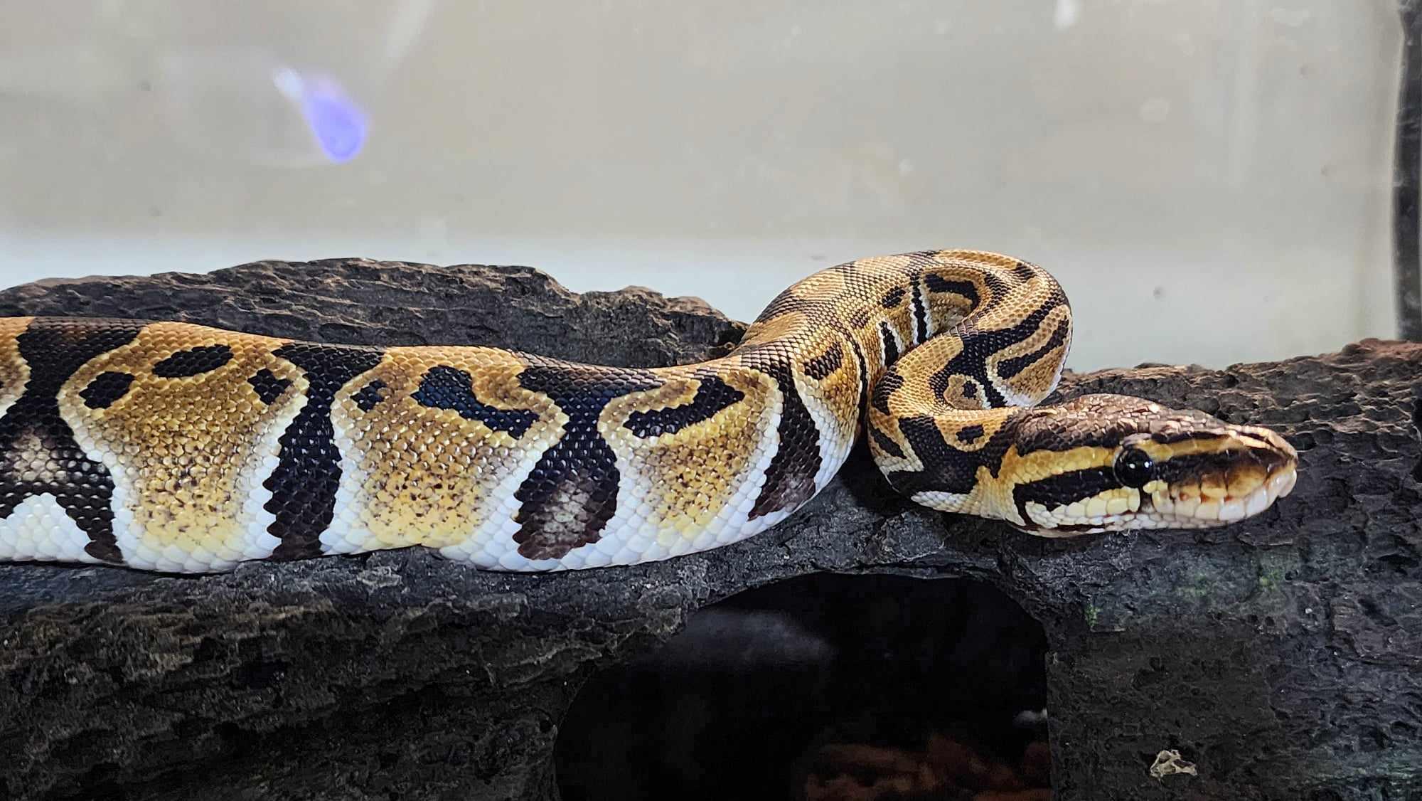 Enlarge Caramel #12468, a Adoptable Ball Python in Vista, CA image 4/5