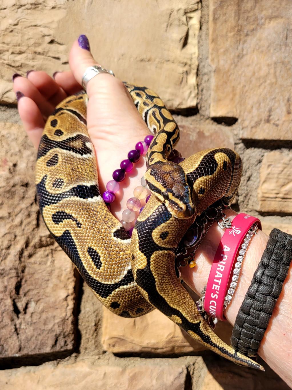 Caramel #12468, Adoptable, Young Unknown Ball Python.