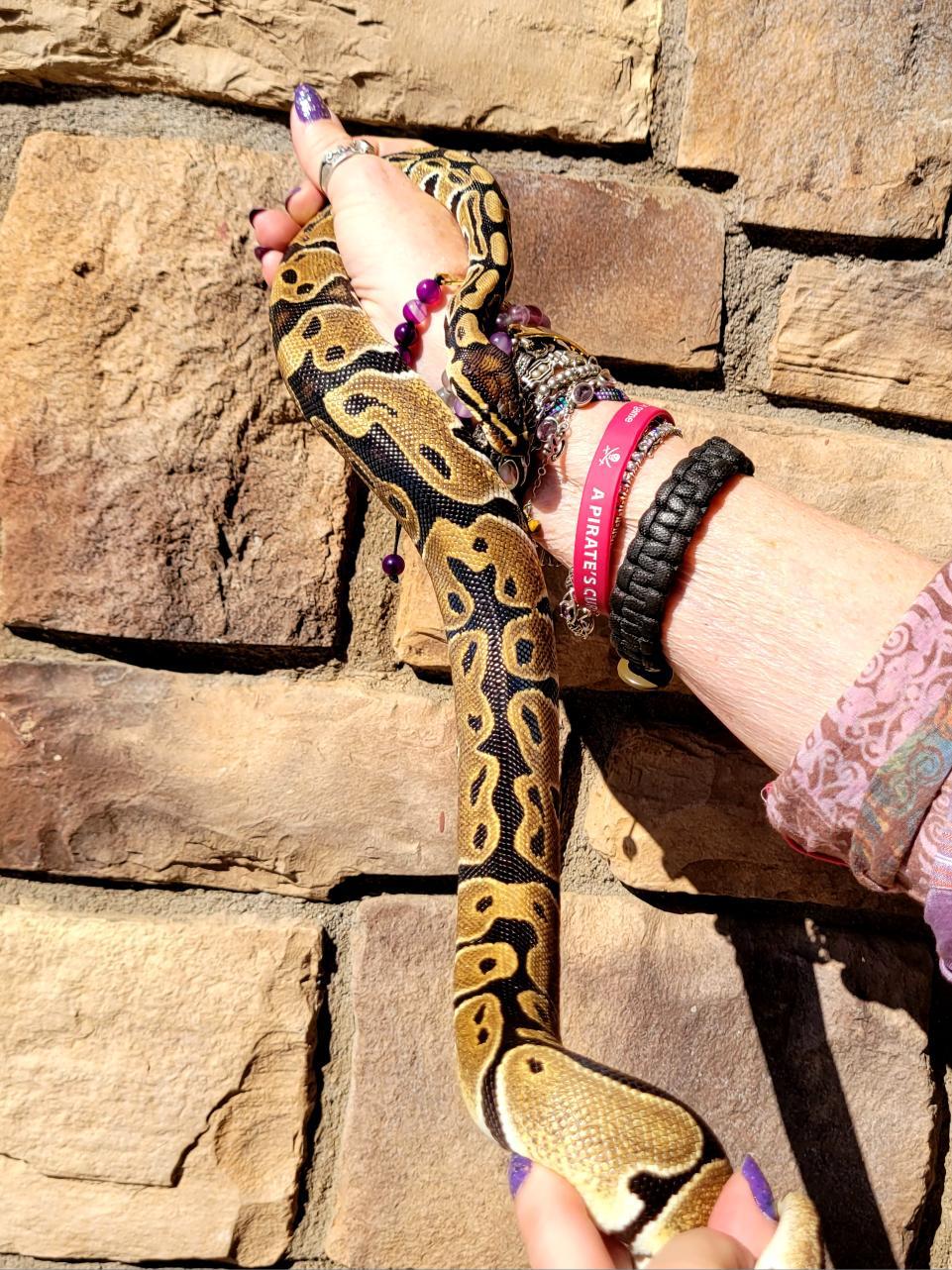 Enlarge Caramel #12468, a Adoptable Ball Python in Vista, CA image 3/5